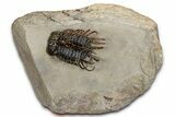 Spiny Koneprusia Trilobite - Foum Zguid, Morocco #354579-3